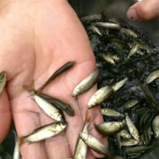 重庆市 订购各种鱼苗