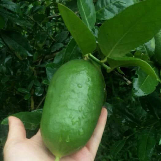 厦门 香水柠檬，柠檬中的劳斯莱斯，皮薄汁多无籽。