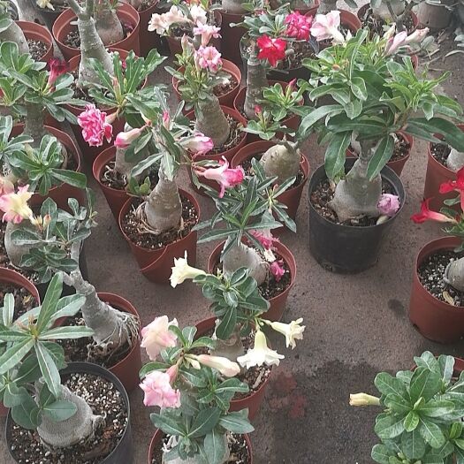 青州市 沙漠玫瑰