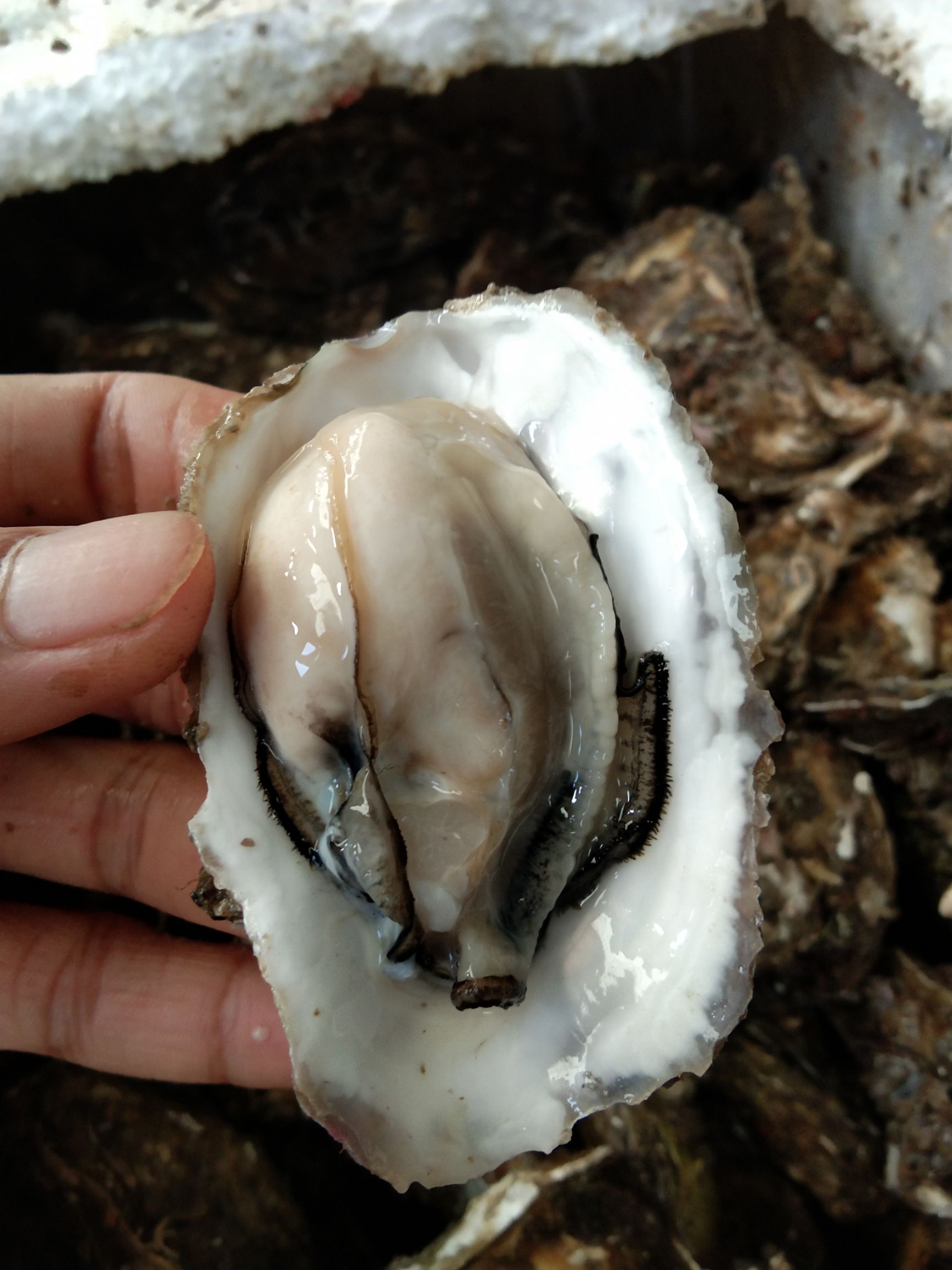 深海牡蛎湛江市生蚝