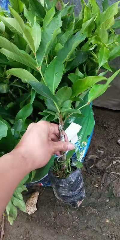 黑糖芭比莲雾苗