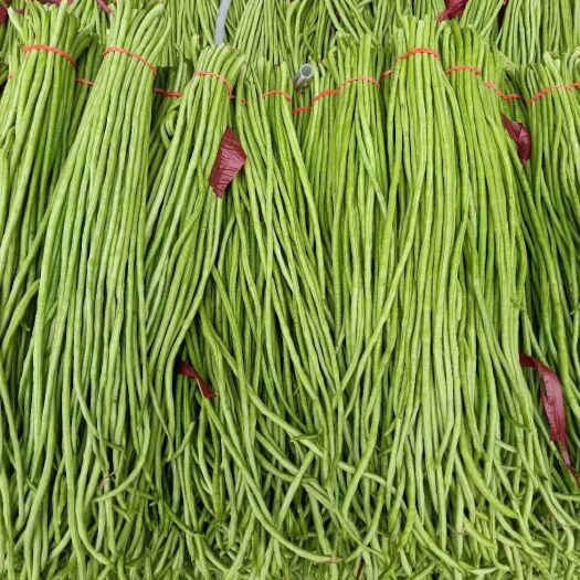 邯郸绿翡翠长豆角 40cm~70cm