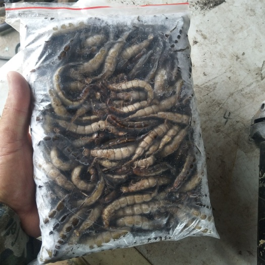 杜尔伯特 金边龙虱幼虫