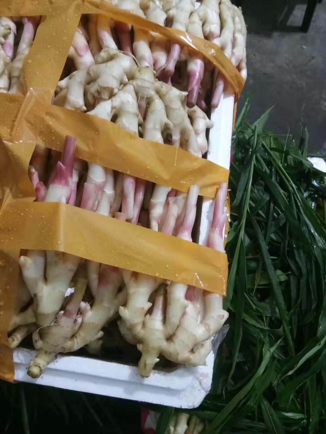 仔姜 精品子姜