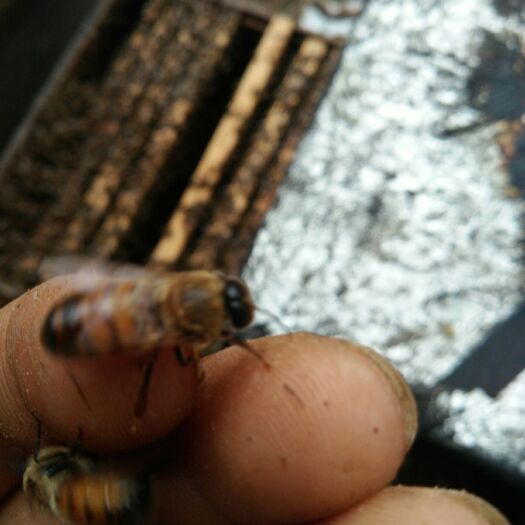  雄蜂，意蜂雄蜂，蜜型雄蜂种，防近亲交配，无雄蜂换王时请下单