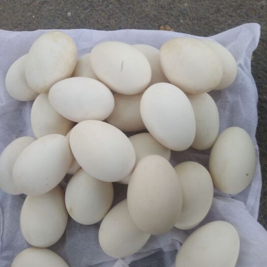 锦州咸鹅蛋 食用 礼盒装