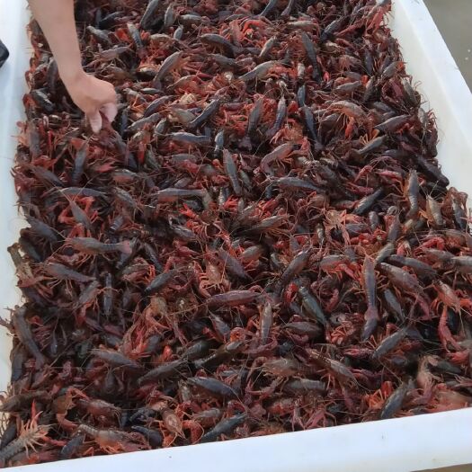 当涂县 精品小龙虾