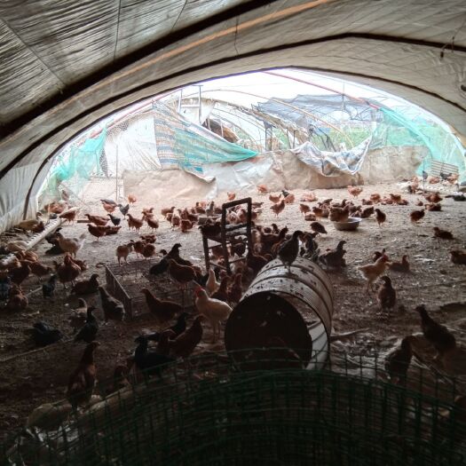 西安红头鸭苗 康桥孵化养殖场大量孵化红头雁苗红肉杂鸡苗卢花鸡苗鹅苗