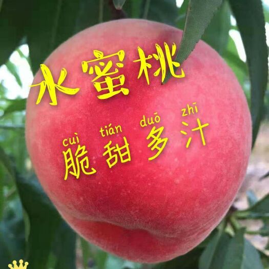 肥城市 山东肥城水蜜桃，果园直发，新鲜采摘，香甜可口，柔软多汁