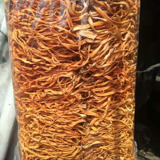 沈阳 虫草花排草对排正在采摘