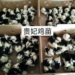 南宁贵妃鸡鸡苗  鸡苗贵妃鸡混合苗