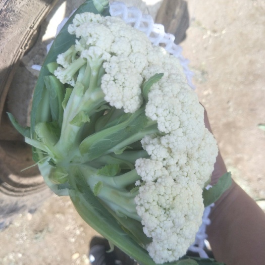 徐州白面青梗紧花 花菜大量上市！