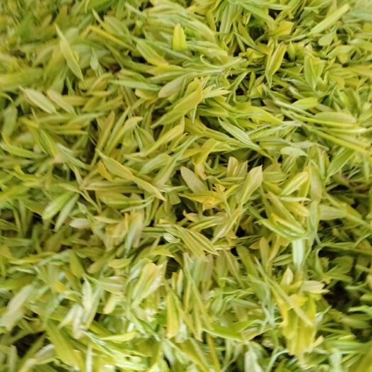 雅安黄金芽茶苗 大量供应优质茶苗，价格便宜