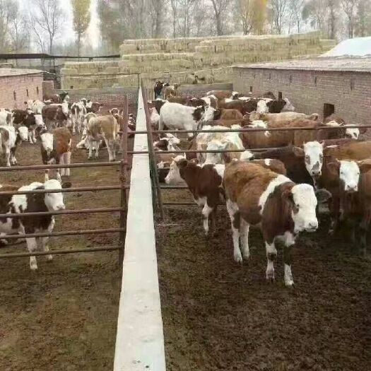 忻州 出售西门塔尔肉牛