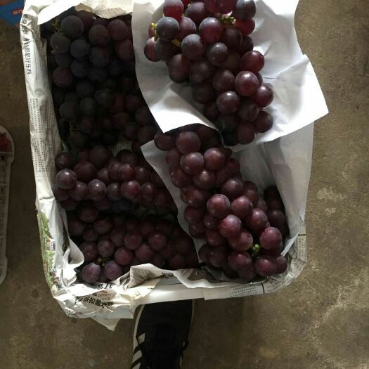 余姚市 巨峰葡萄