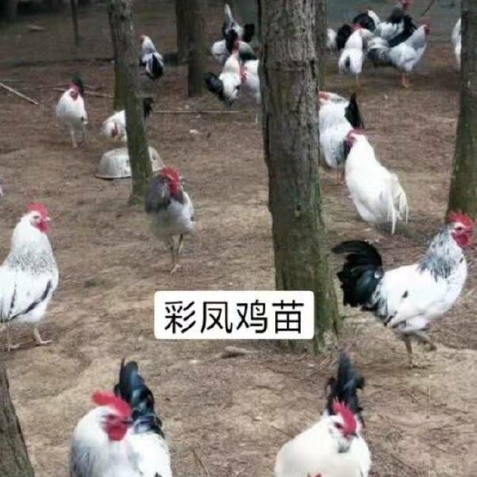 南宁彩凤鸡苗 场家直销彩凤鸡公苗！诚信经营！品质保证！欢迎前来咨询订购