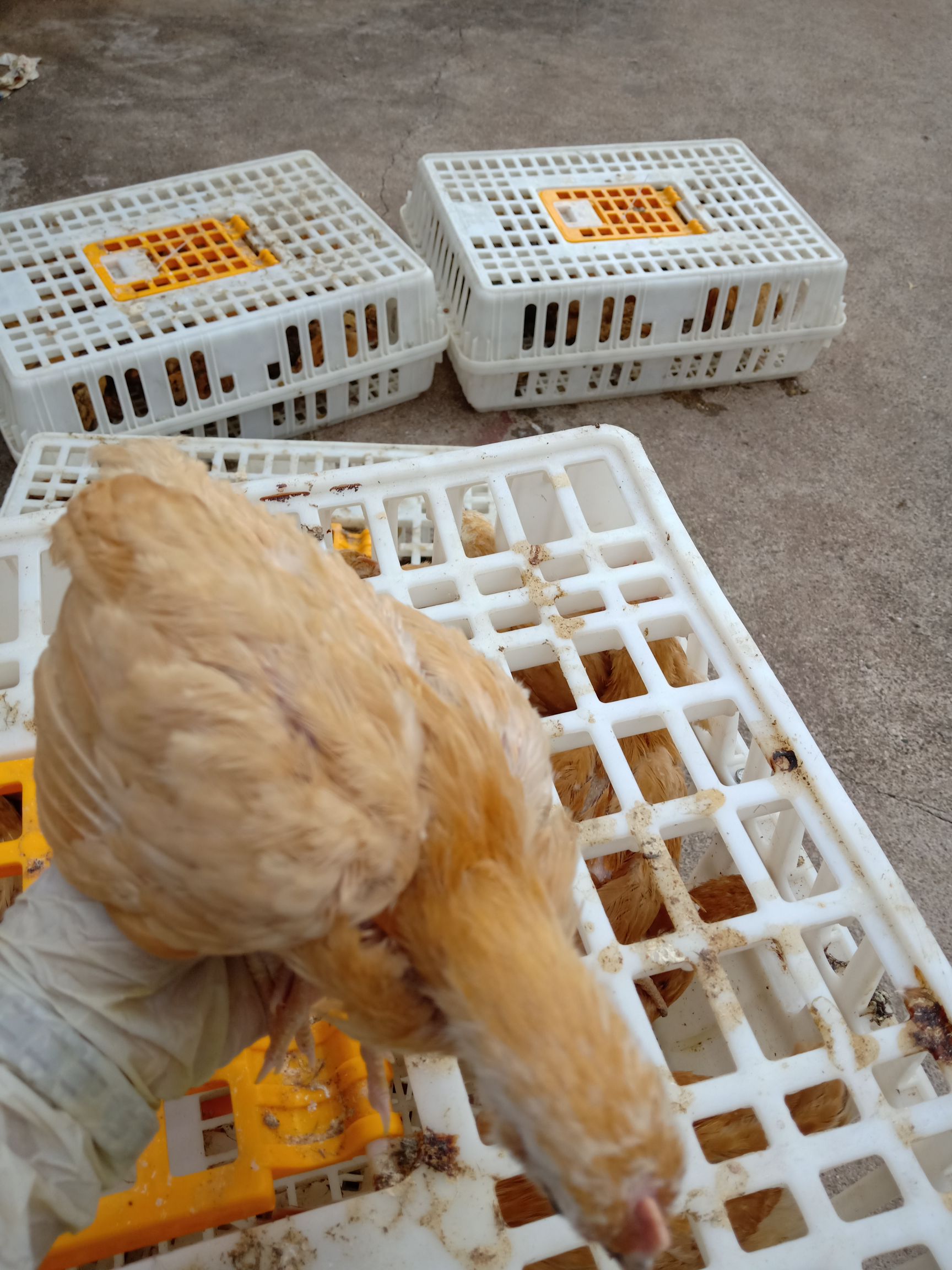  脱温鸡