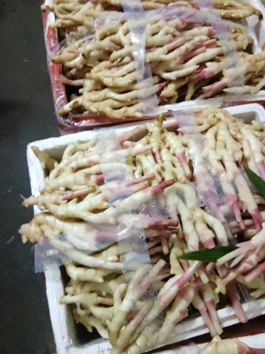仔姜 精品子姜