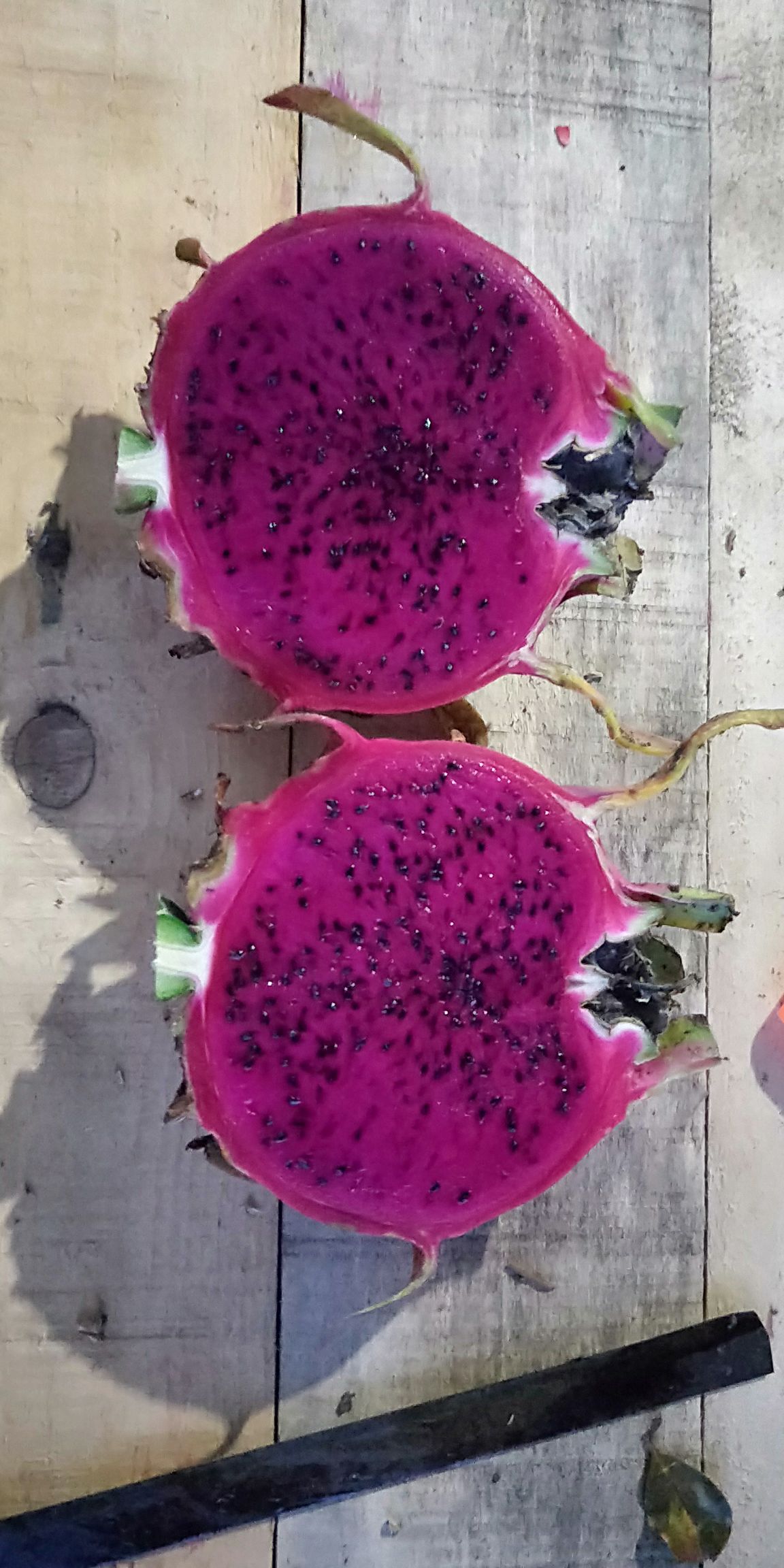  土囊含有矿物质，种植的火龙果。就是不一样。