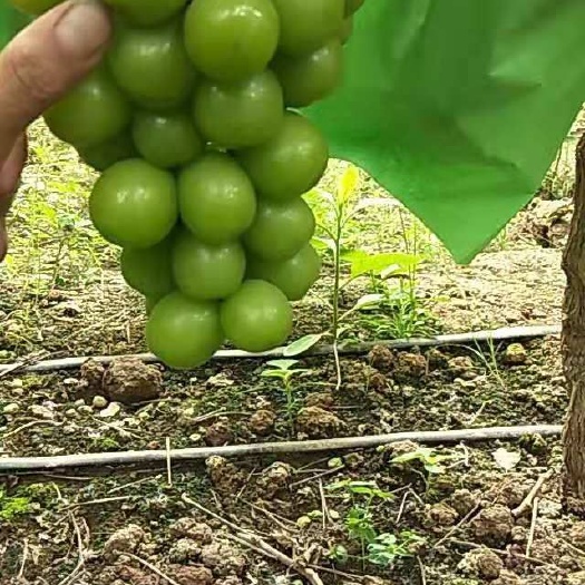 西昌市 克伦生阳光玫瑰代办