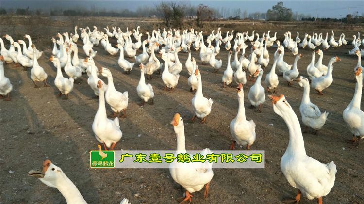 广州 大白鹅苗 大种白鹅苗 厂家直销 包打疫苗 包运输路损