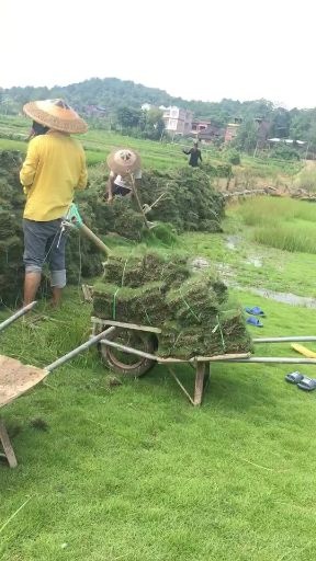 新宁县 老农民种草皮，不会编写标题，马尼拉草皮