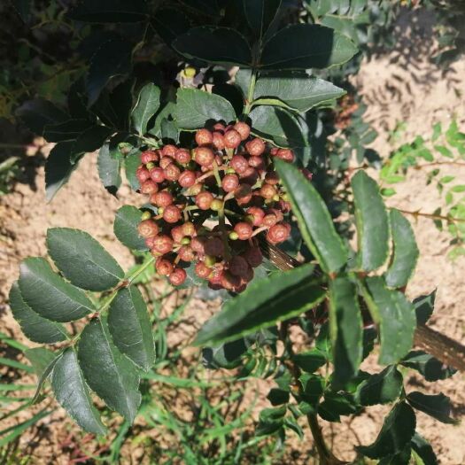 渭南 鲜花椒