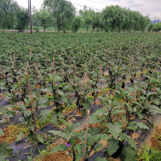 大连 大量供应面包茄子20万斤，山地蜜烟薯25。50万斤。
