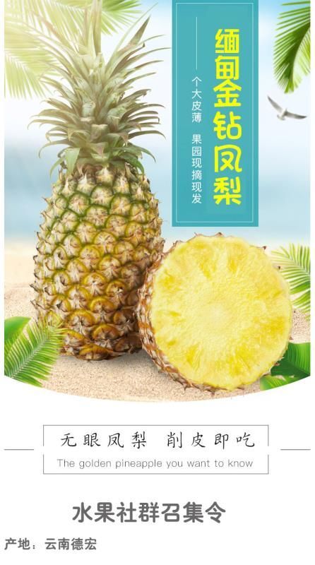 芒市金钻凤梨 招微商以及实力电商（一件代发）……果园直发