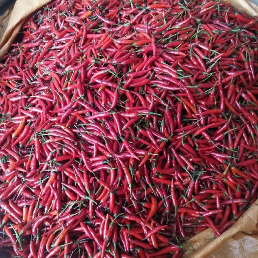 河池 红米辣椒