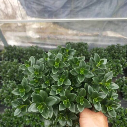 漳平市 金鱼花吊兰盆栽花卉室内绿植办公室盆栽盆景绿色植物带花苞发货