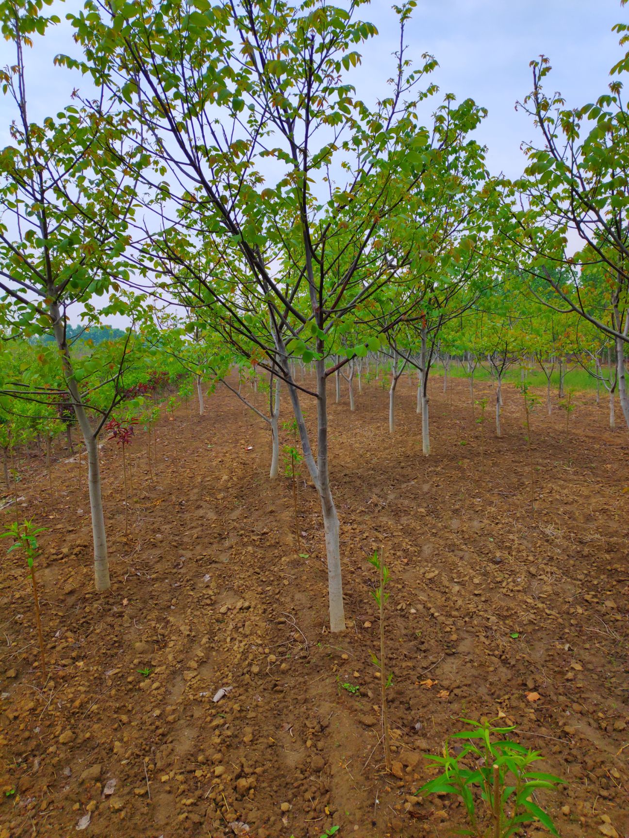 薄皮核桃苗 薄皮核桃树苗