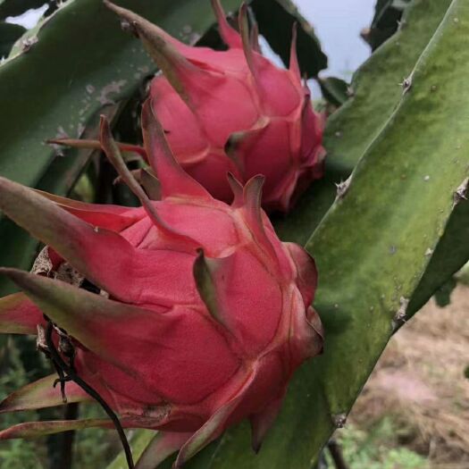 桂平市 土囊含有矿物质，种植的火龙果。就是不一样。