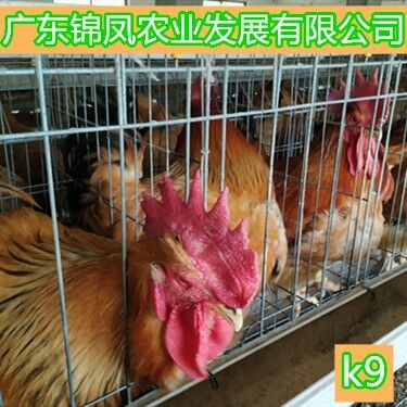 高州市K9鸡苗 K9包打第一针疫苗