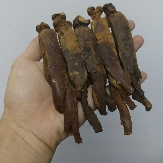 广州红参 集安参13头