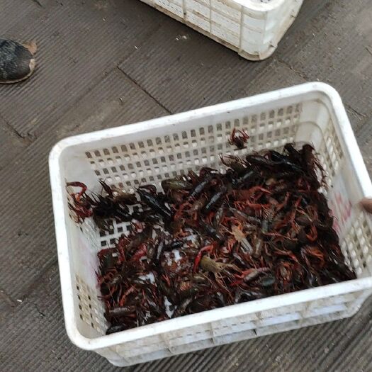 潜江市青红虾 789大青规格硬