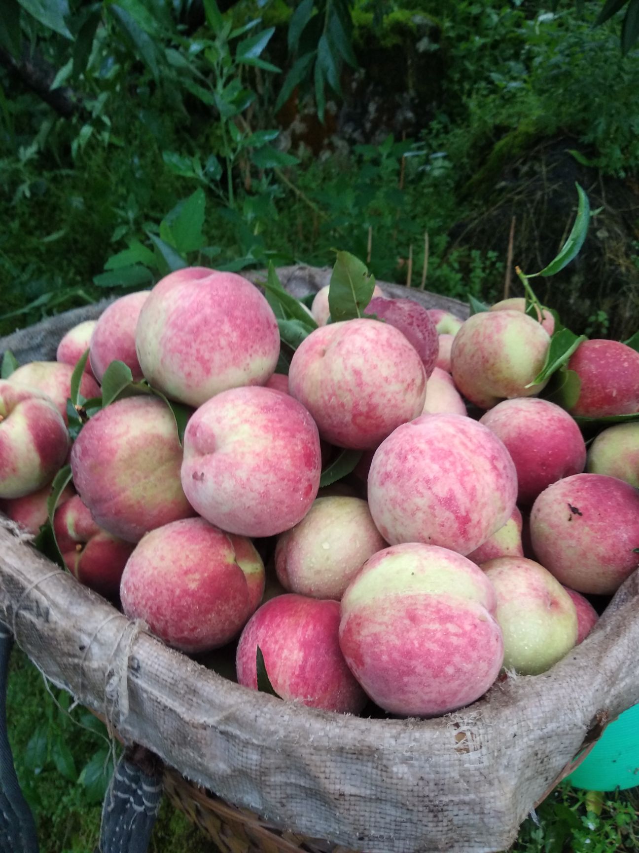  苹果桃果大.味甜