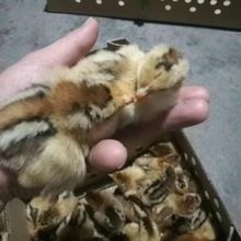 南宁 良凤花鸡苗场价直销！诚信经营！品质保证！