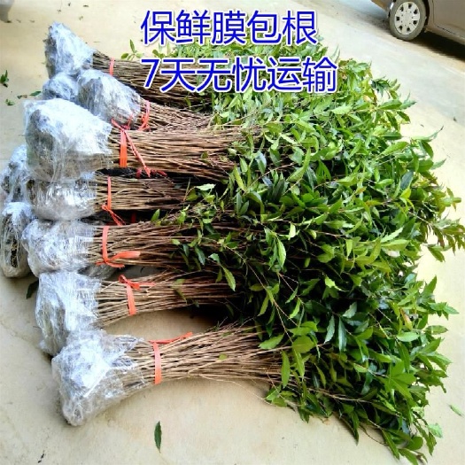 丹阳市 金桂花树苗八月桂室内盆栽庭院植物地栽桂花树苗丹桂树优惠费
