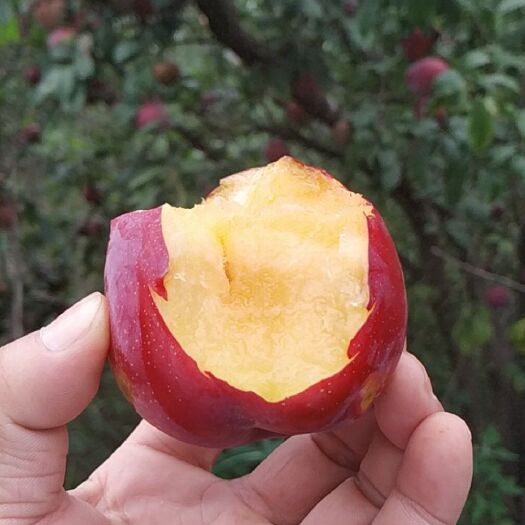 渭南红李子 风味玫瑰  红布林 金秋红 美一   黑布林