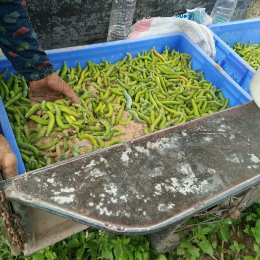 遂溪县豆虫 有人要虫吗