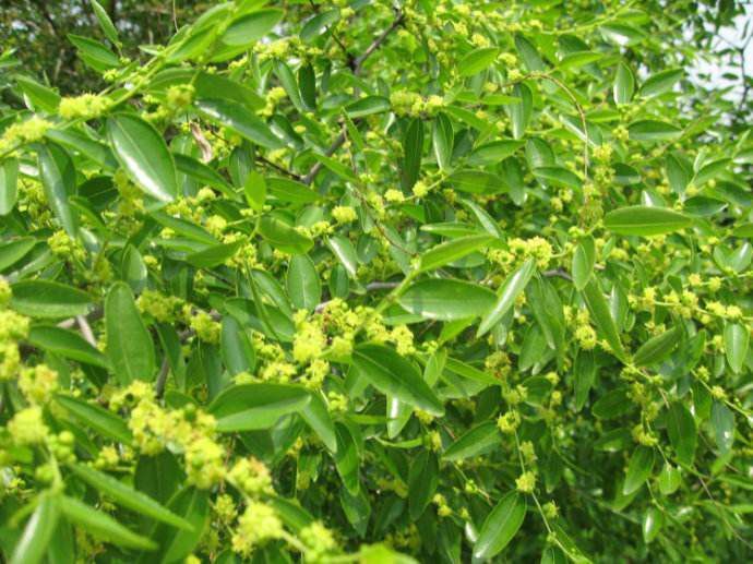 西安百花蜜  2年以上 塑料瓶装