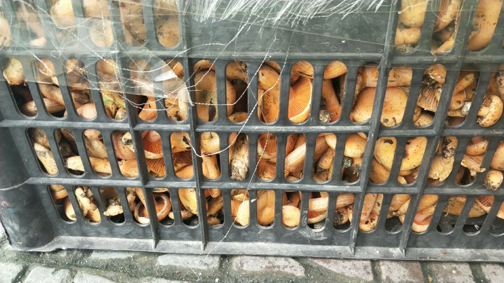  松树菌供应