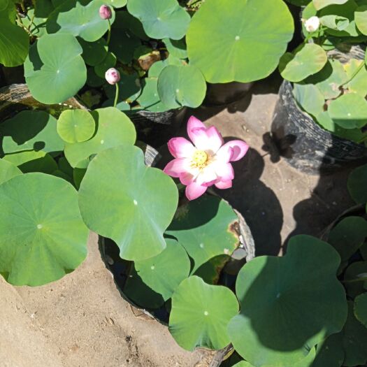 定州市荷花 40~50cm
