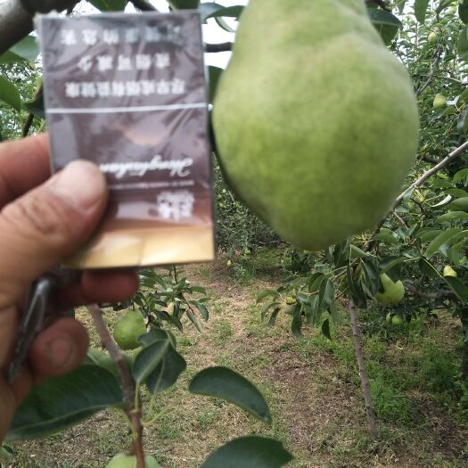 运城葫芦梨 成熟早，品相优，口感甜