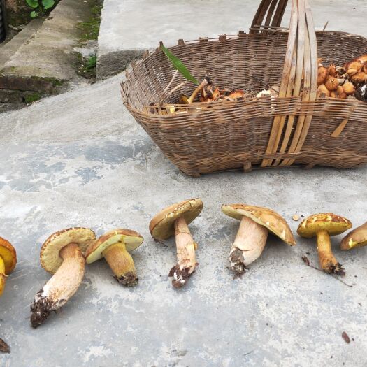 紫阳县美味牛肝菌 正宗野生牛杆菌