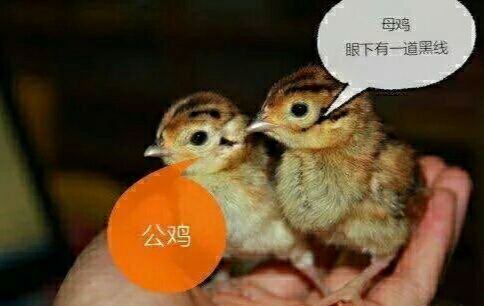 南宁 珍珠鸡苗混合苗场价直销！诚信经营！品质保证！杜绝发假货