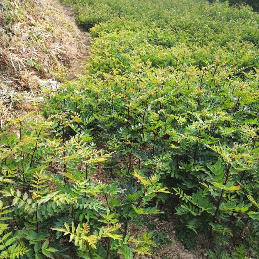 保山 大量花椒苗出售