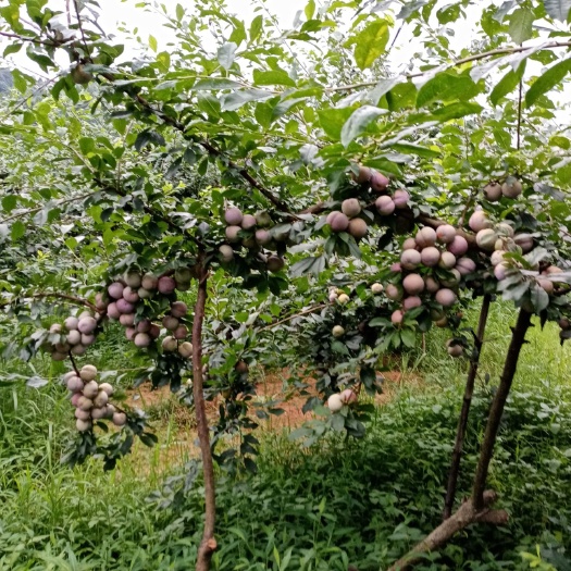 寻乌县 来自山区自然成熟的李子
