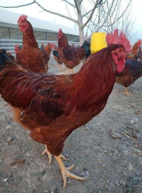 衡阳土鸡苗  血毛公鸡苗孵化厂家直销包打液氮马立马疫苗包邮